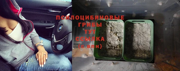 ГАЛЛЮЦИНОГЕННЫЕ ГРИБЫ Осинники